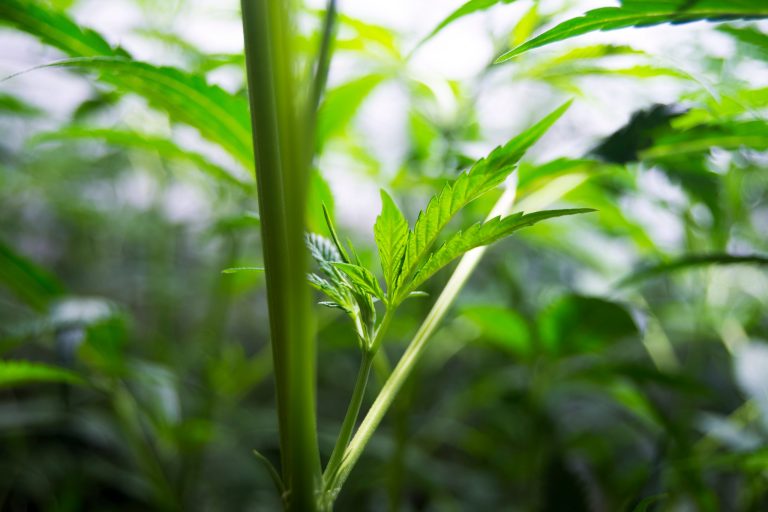 Cannabis plant science