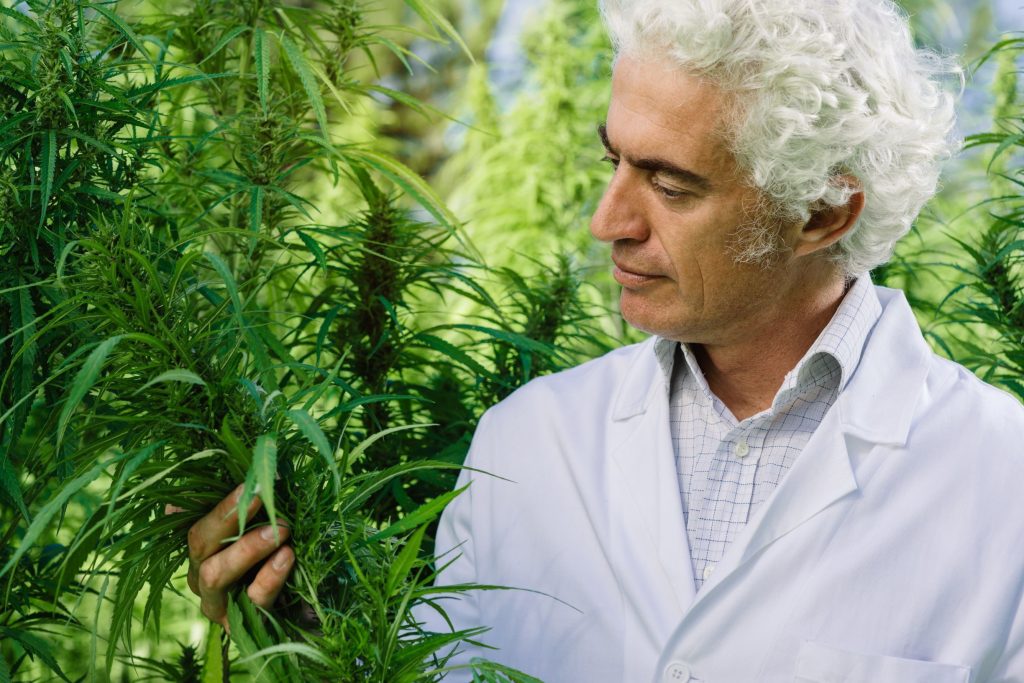 Cannabis responsible person