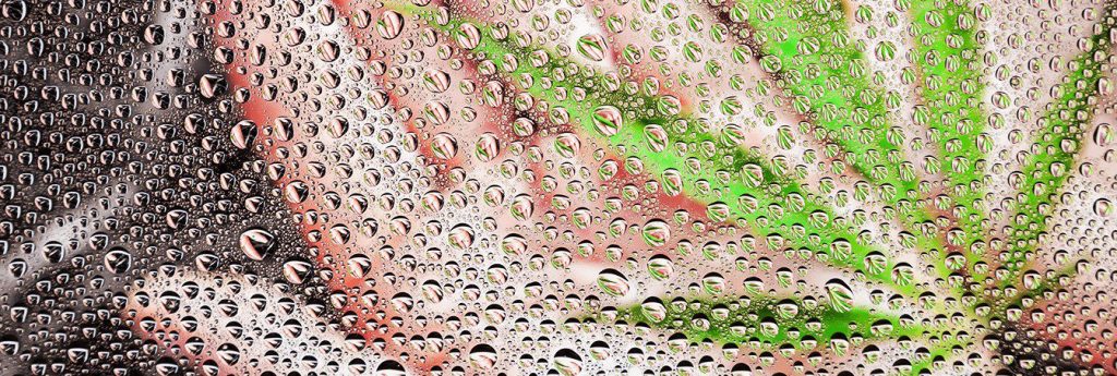 Sanitation-And-Quality-Control-Programs-For-Cannabis