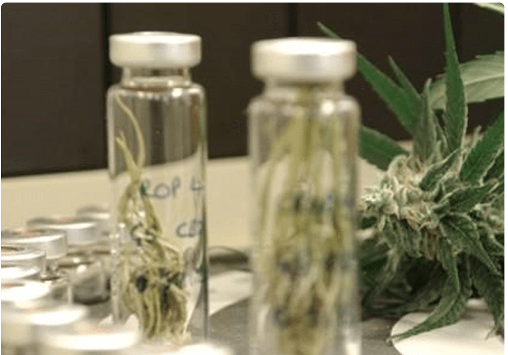 Quality Assurance For Cannabis