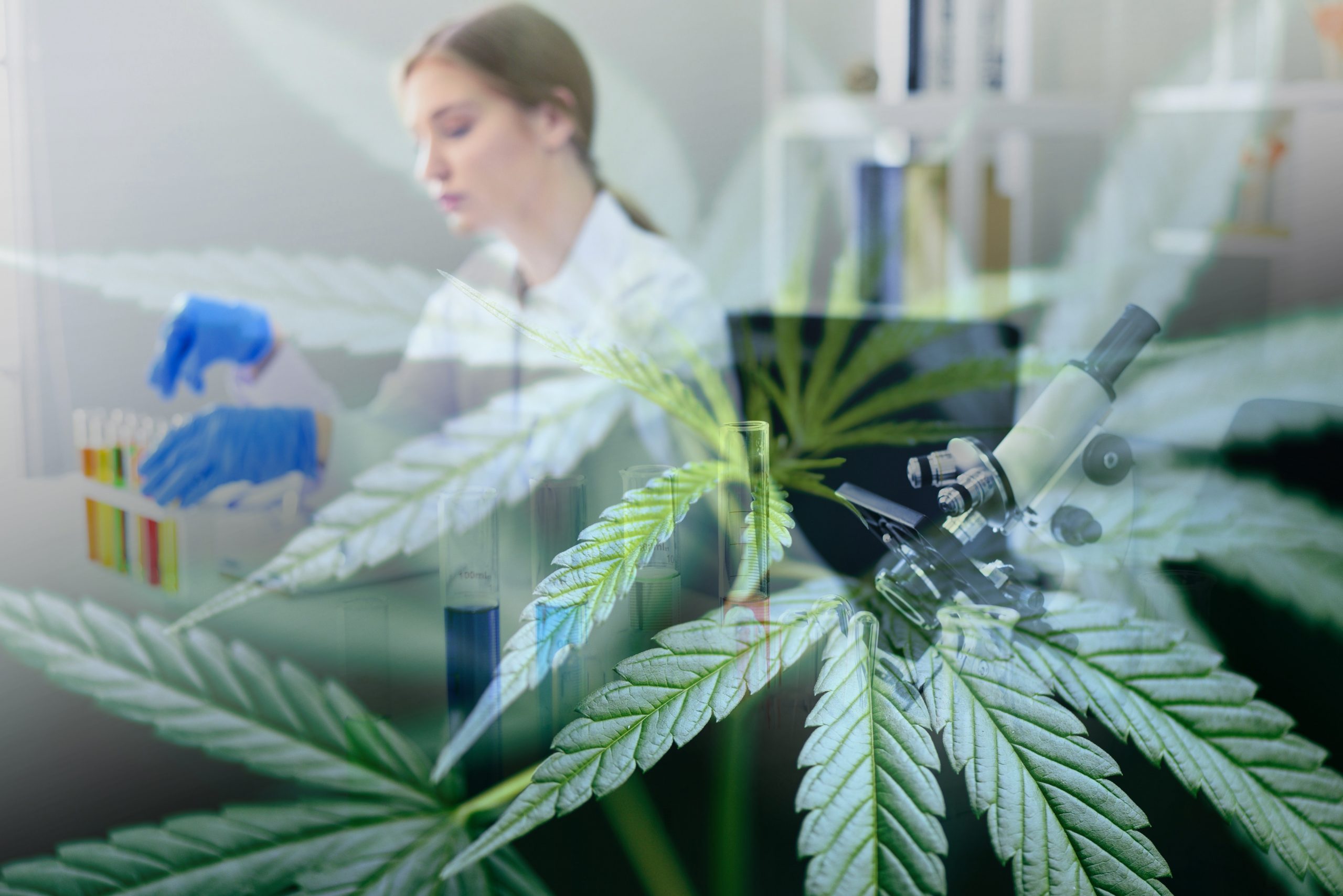 NACPT Cannabis Head of R&D: Cannabis Tissue Culture And Bio-Technology Formulation