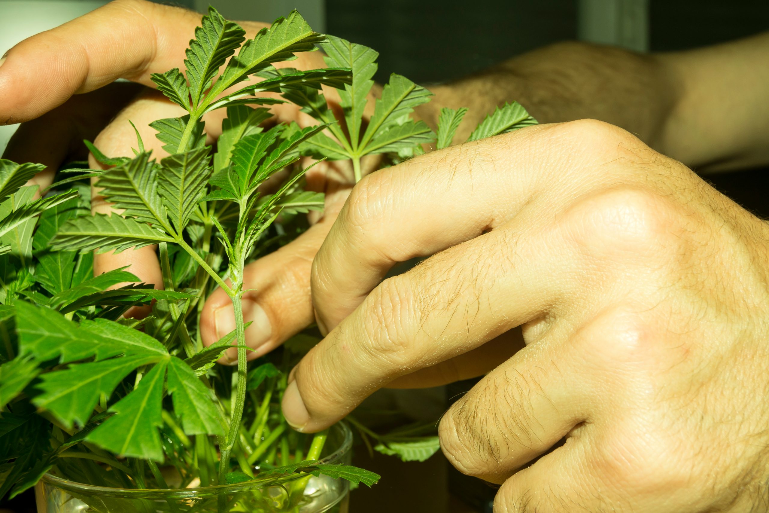 Cannabis Master Grower practices