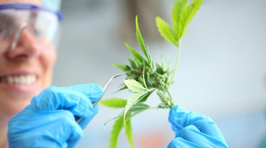 Importance of Analytical Testing to the Evolving Cannabis Marketplace