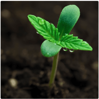 Cannabis-Industrial-Cannabis-Production-Technology Cannabis-Industrial-Cannabis-Production-Technology