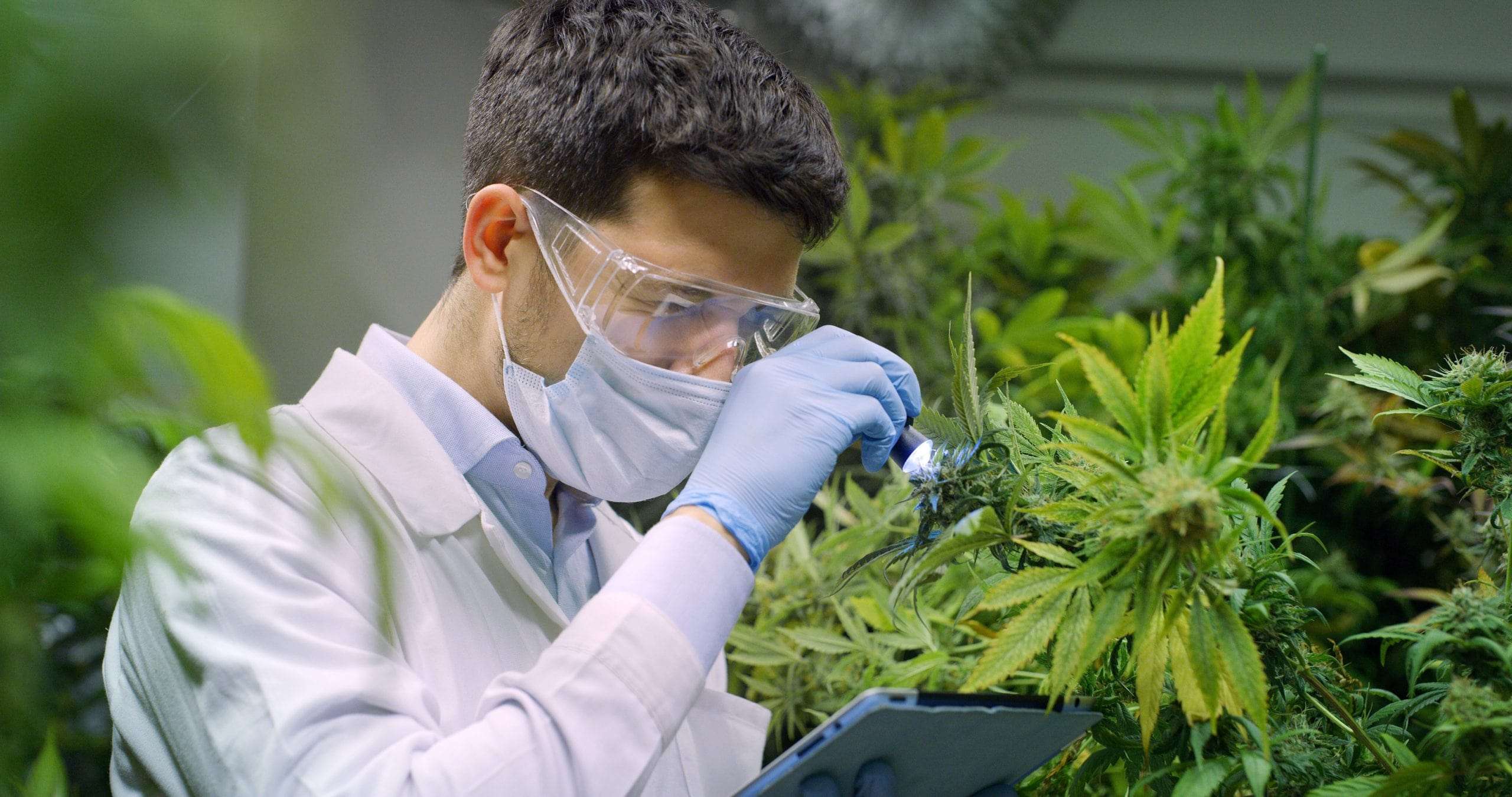 Cannabis Diploma