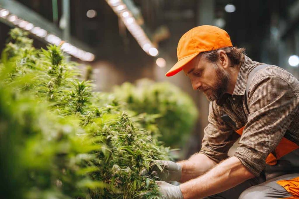 Cannabis Master Grower practices