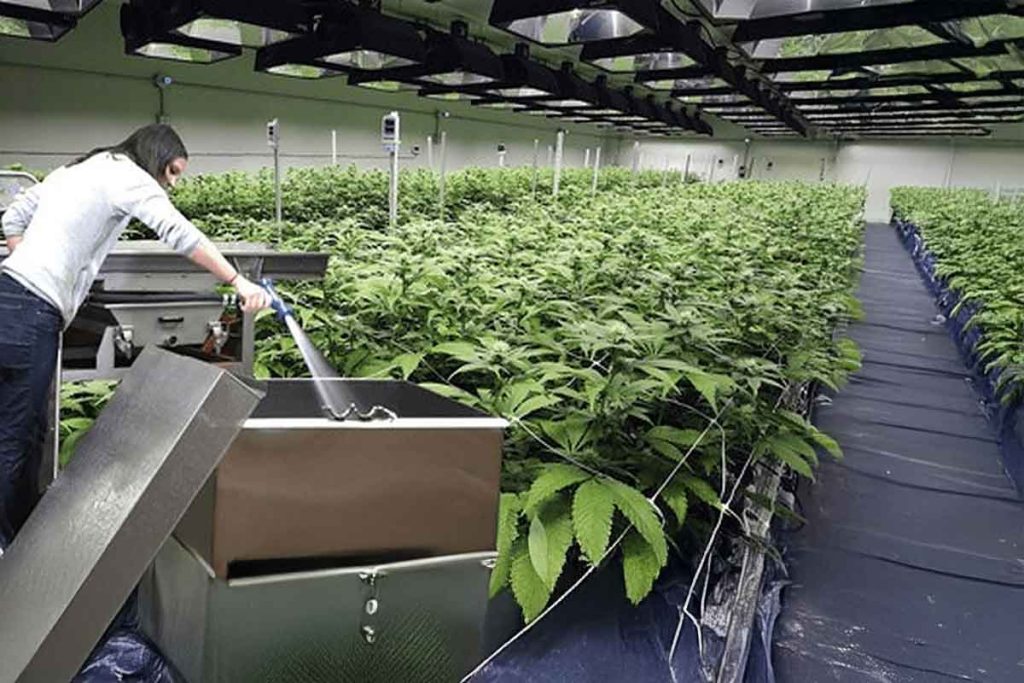 Cannabis-Sanitation-Validation