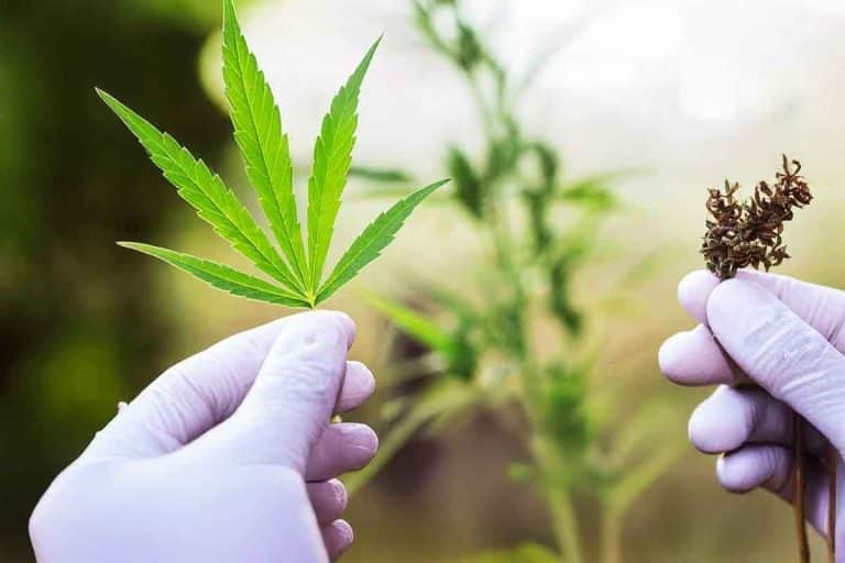 Good-Production-Practices-GPP-and-GxP-for-Cannabis