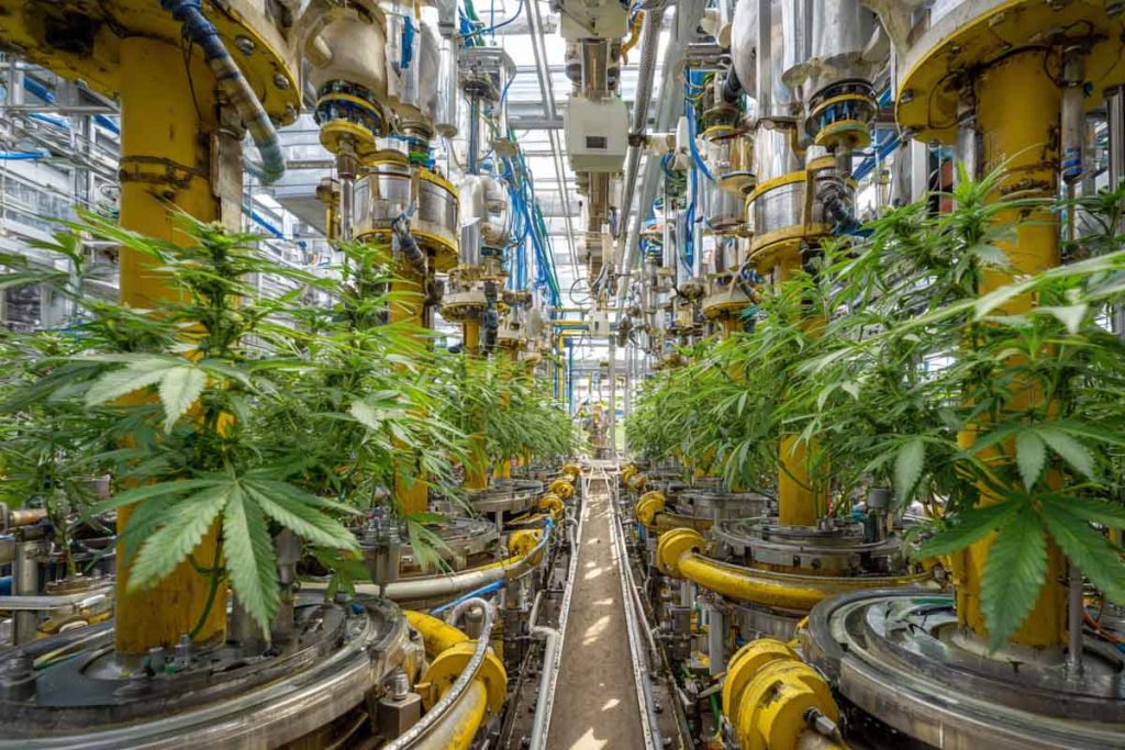 Industrial Cannabis Production Technology