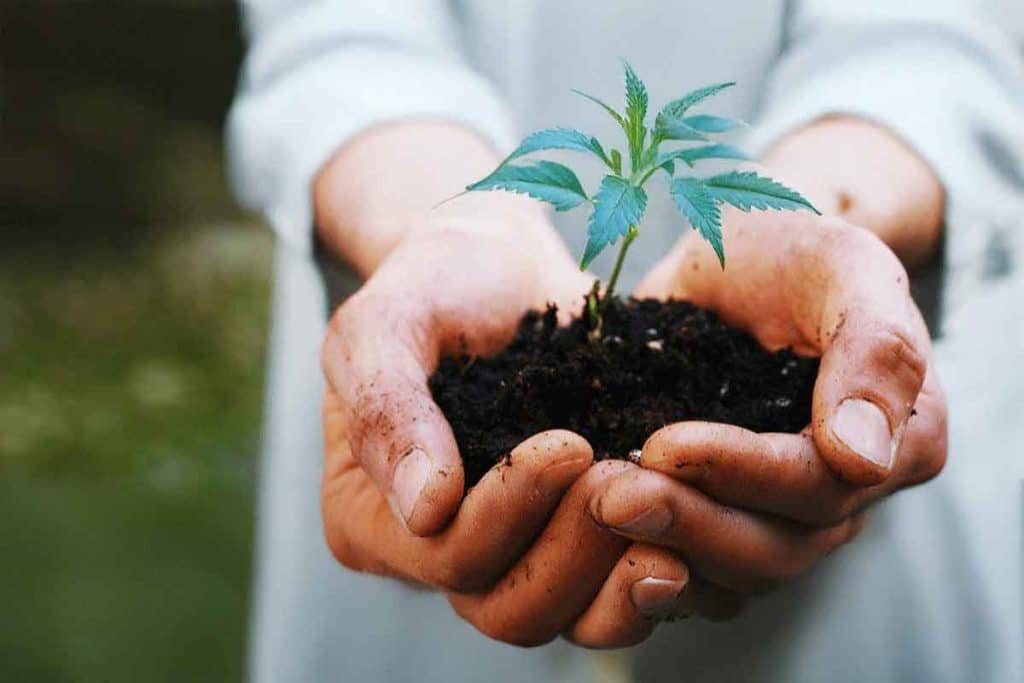 Technical writing and establishment of audit and inspection programs for cannabis